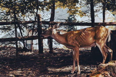 Closeup view of a deer in an arboretum, next to fence border.