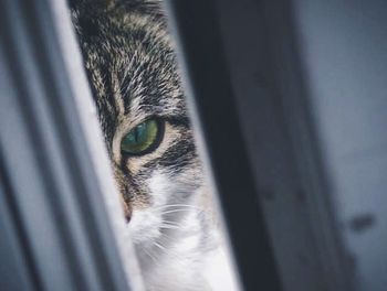 Portrait of cat looking through window