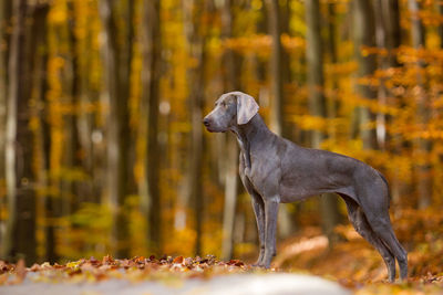 Dog standing in the autumn forest. 