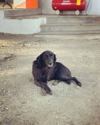 High angle portrait of dog sitting outdoors