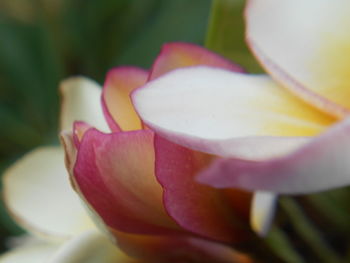 Close-up of pink flower