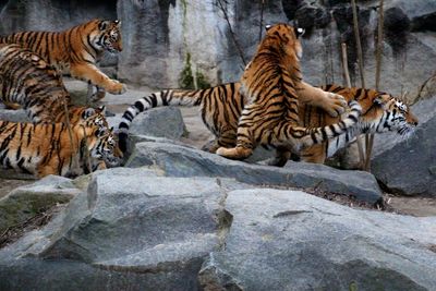 Tiger by rocks