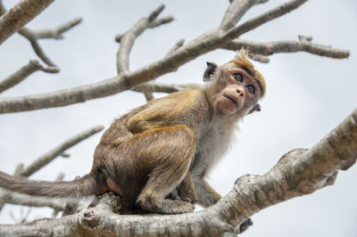 Monkey portrait - sri lanka 