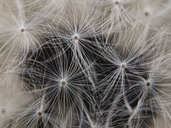 Full frame shot of dandelion flower