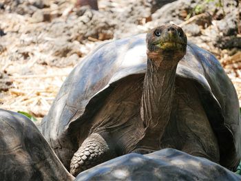Close-up of turtle on rock