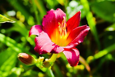 Close-up of pink rose flower