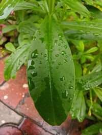 Close-up of wet plant leaves during rainy season