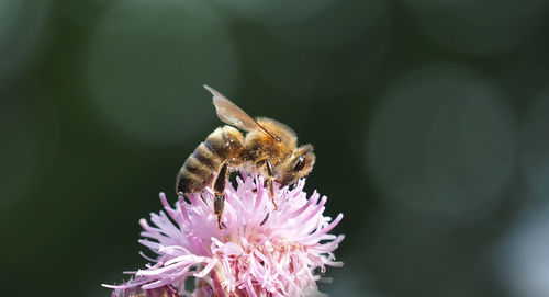 Close-up of butterfly on pink flower