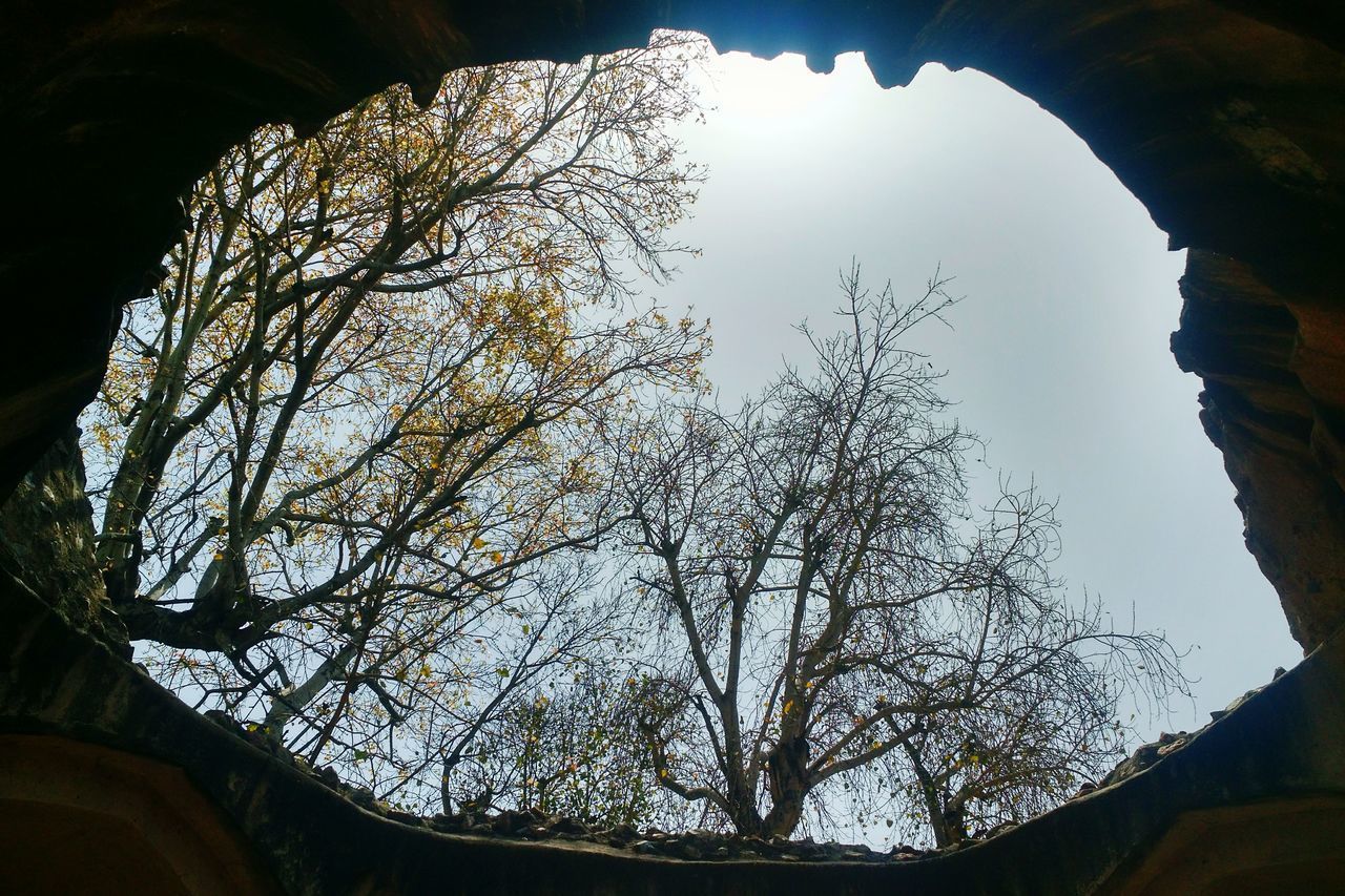 LOW ANGLE VIEW OF TREE AGAINST THE SKY