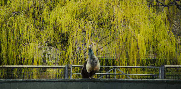 Bird perching on a railing