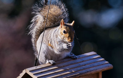 Close-up of squirrel