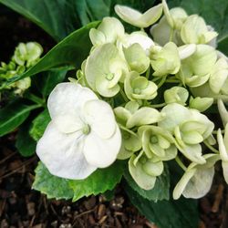 Close-up of white flowering plant