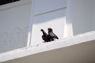 Low angle view of bird perching on white wall