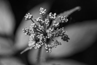 Close-up of white flowers