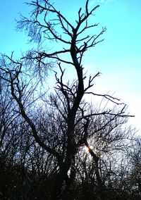 Low angle view of silhouette bare tree against sky