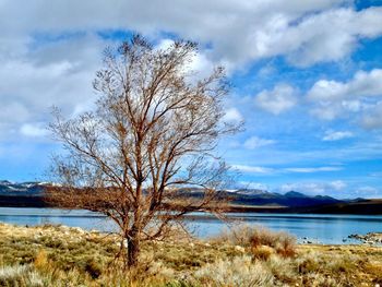 Bare tree by lake against sky