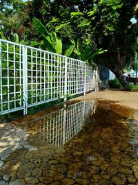 Footpath by fence against trees