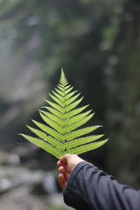 Close-up of hand holding leaves