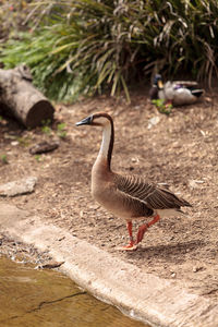 Goose at riverbank