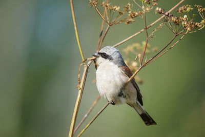 Close-up of bird perching on branch