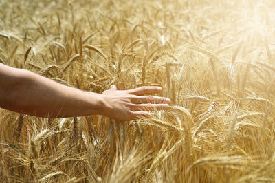 Close-up of wheat growing on field