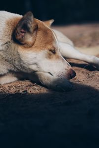 Close-up of dog sleeping