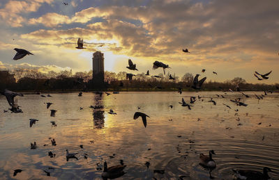 Seagulls flying over lake against sky during sunset