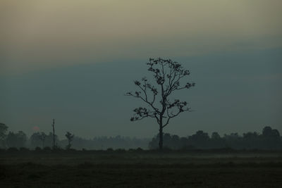 Silhouette tree on field against sky