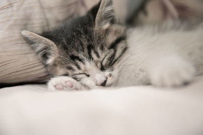 Close-up of kitten sleeping