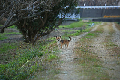 View of a dog on field