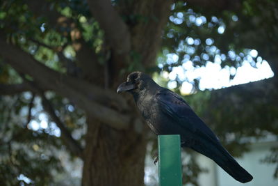 Close-up of bird crow perching on tree