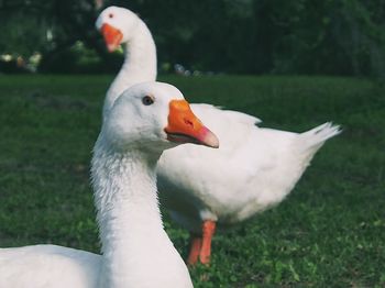 Close-up of swan