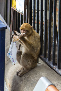 Macaque monkey holding fabric while leaning on gate