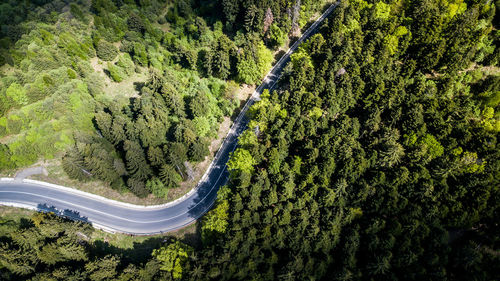 Aerial view of road amidst forest