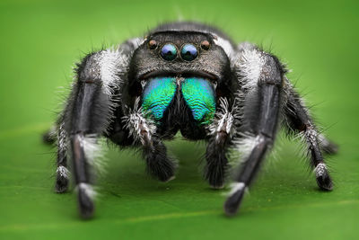 Close-up of spider