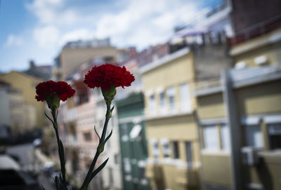 Close-up of red flowering plant against building