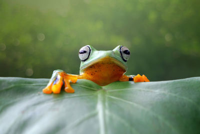 Close-up of frog on leaf