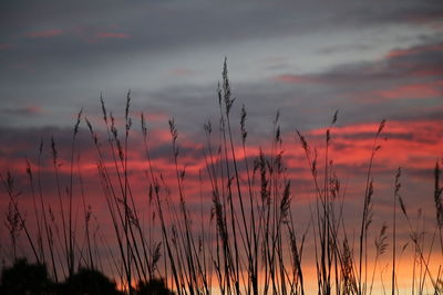 Low angle view of silhouette plants on field against dramatic sky