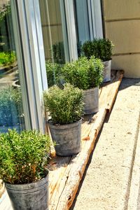 Potted plants outside house