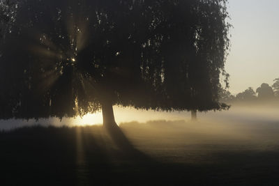 Sunlight streaming through trees in forest