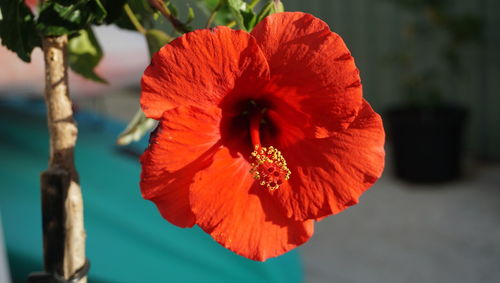 Close-up of red flower blooming outdoors