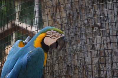 Close-up of a bird perching in cage