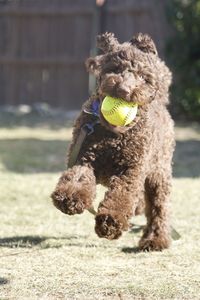 Dog running with a softball 