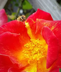 Close-up of yellow flower