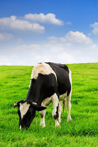 Cow grazing on field against sky