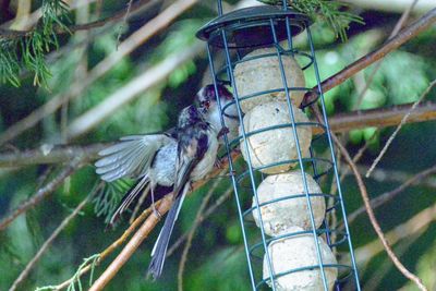 Close-up of bird perching on feeder