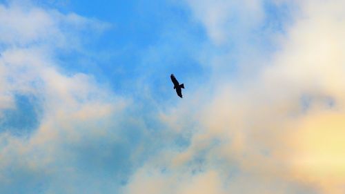 Low angle view of bird flying in sky