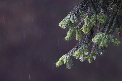 Close-up of tree during winter