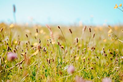 Close-up of flowering plants on field