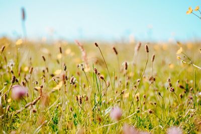 Close-up of flowering plants on field